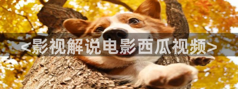 西瓜剧场免费观看