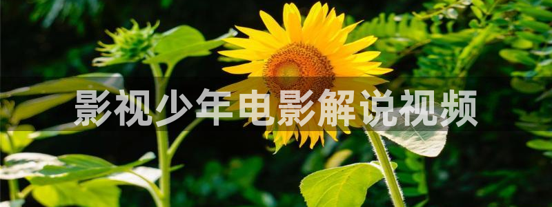 西瓜播放器在线观看