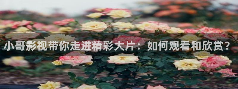 航海王动漫全集在线观看免费西瓜：小哥影视带你走进精彩大片：如何观看和欣赏？